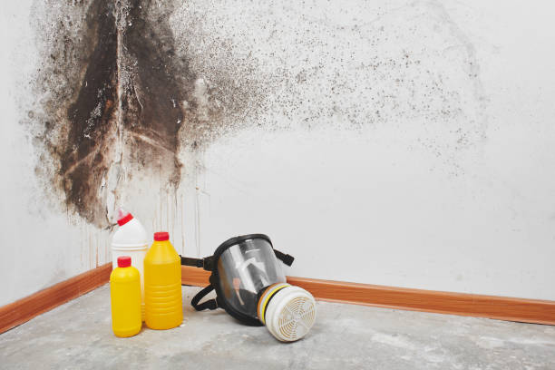 Best DIY Mold Remediation Support Services in Nyssa, OR