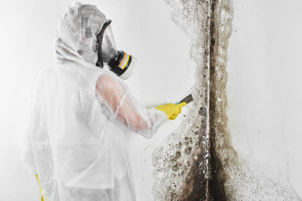 Best Mold Remediation for Specific Building Types in Nyssa, OR