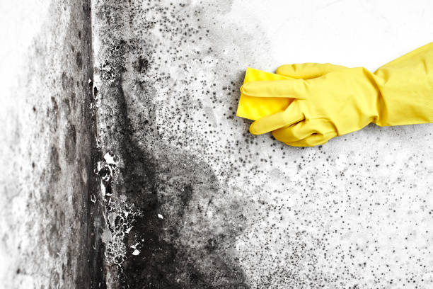 Best Attic Mold Remediation in Nyssa, OR