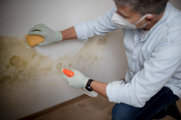 Best Attic Mold Remediation in Nyssa, OR