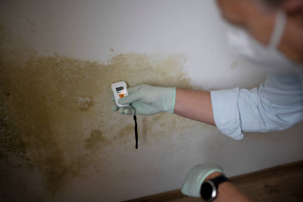 Best White Mold Remediation in Nyssa, OR